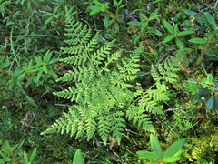 Cystopteris montana