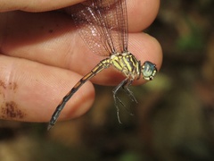 Cannaphila insularis
