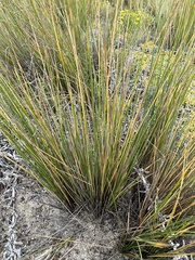 Austrostipa stipoides