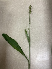 Platanthera clavellata