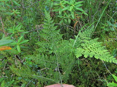 Cystopteris montana