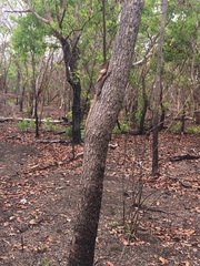 Chlamydosaurus kingii