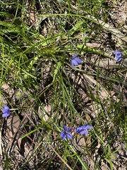 Chamaescilla corymbosa