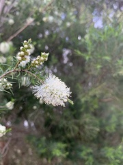 Melaleuca ericifolia