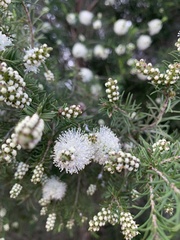 Melaleuca ericifolia