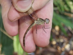 Erythrodiplax funerea