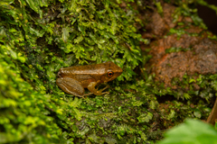 Chalcorana chalconota
