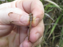 Erythrodiplax funerea