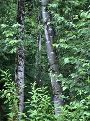 Dryobates pubescens