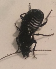 Pterostichus