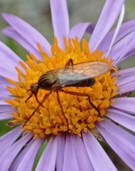 Empis livida