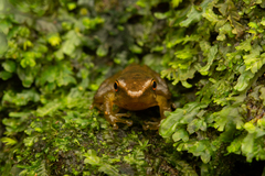 Chalcorana chalconota
