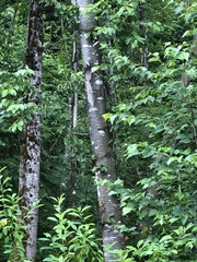 Dryobates pubescens