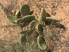 Opuntia aurea