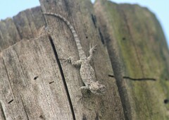 Urosaurus bicarinatus