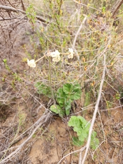 Pelargonium lobatum