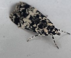 Scoparia exhibitalis