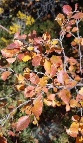 Betula microphylla, photograph 1