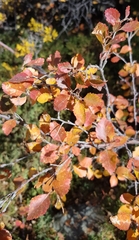 Betula microphylla