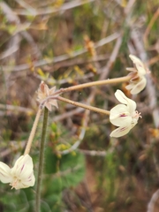 Pelargonium lobatum