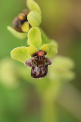 Ophrys bombyliflora