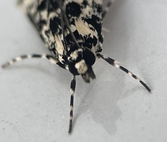 Scoparia exhibitalis