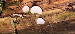 Pseudohydnum gelatinosum