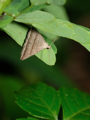 Lysimelia neleusalis