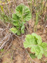 Pelargonium lobatum