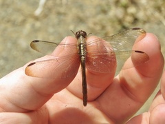 Erythrodiplax funerea