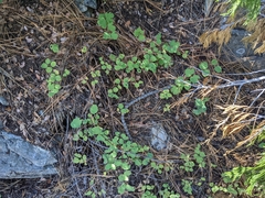 Symphoricarpos mollis