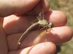 Erythrodiplax funerea