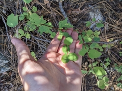 Symphoricarpos mollis