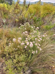 Serruria fasciflora
