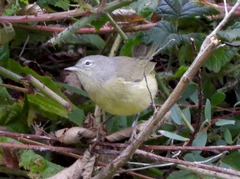 Leiothlypis celata orestera