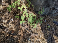 Symphoricarpos mollis