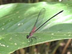 Hetaerina fuscoguttata