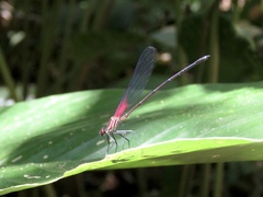 Hetaerina fuscoguttata