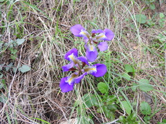 Iris unguicularis