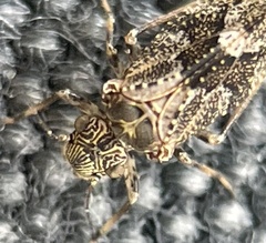 Nimbopsocus australis