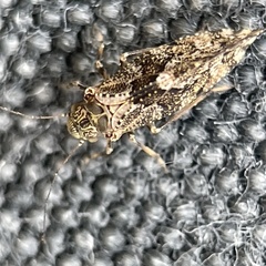 Nimbopsocus australis