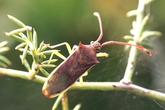 Plinachtus imitator