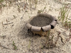 Scleroderma polyrhizum