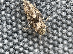 Nimbopsocus australis