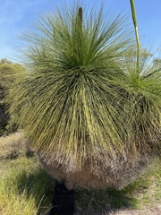 Xanthorrhoea preissii
