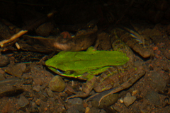 Odorrana hosii