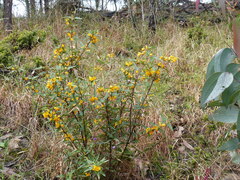 Podolobium ilicifolium