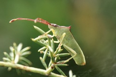 Plinachtus imitator