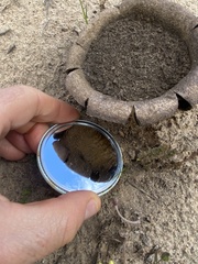 Scleroderma polyrhizum