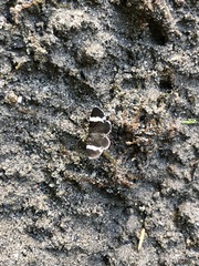 Trichodezia albovittata